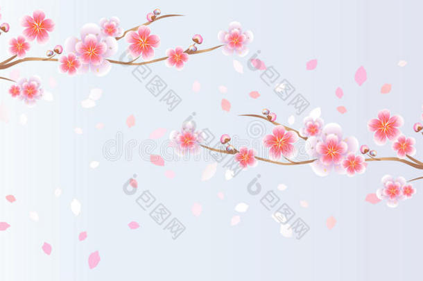 樱花的枝条和花瓣在浅蓝色紫色的背景上飞舞。 苹果树的花。 樱花。 矢量EPS10