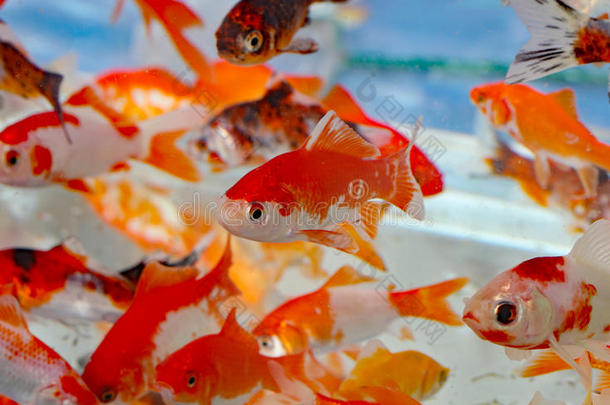 水族馆宠物店里的金鱼