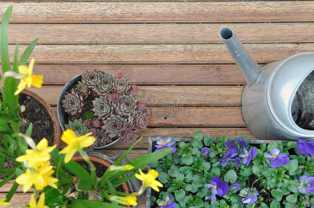 背景植物学的可以水仙花甲板