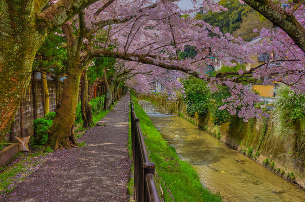 京都樱花热点。