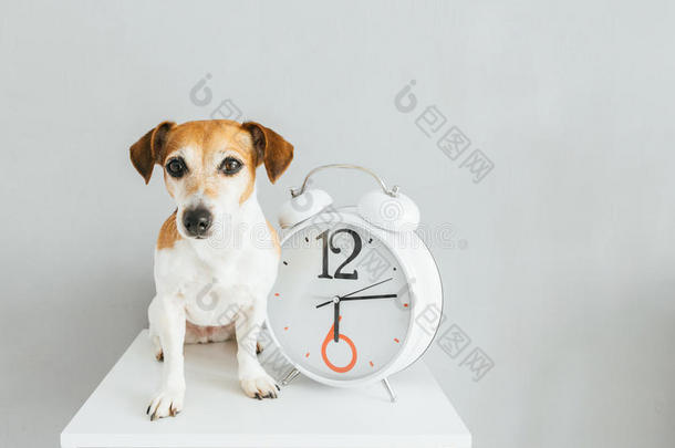 狗和时钟。