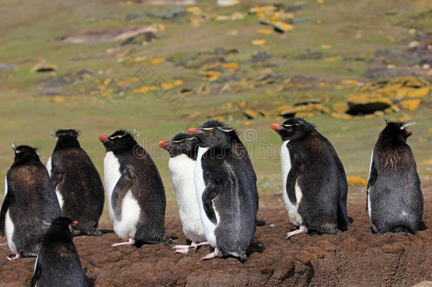 成人动物阿尼马莱耶野生动物南极洲