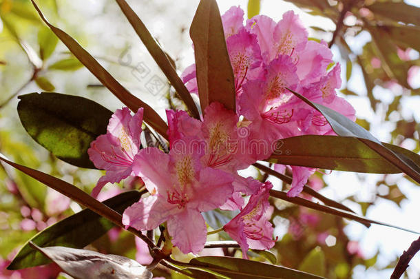 杜鹃花在春天花园中的开花枝。 粉红色杜鹃花。