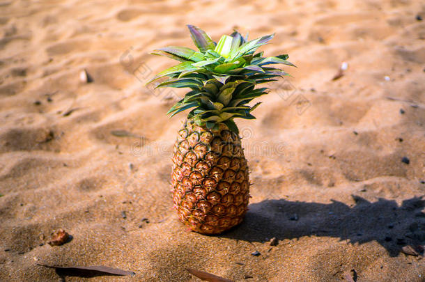 异国情调的菠萝水果象征着夏天站在沙滩上