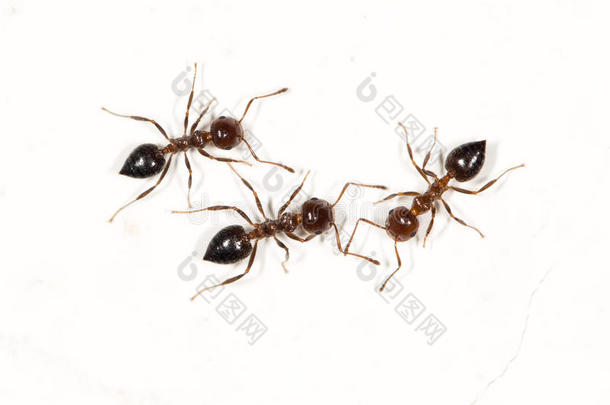 白色墙上的蚂蚁