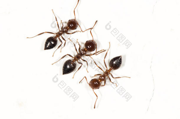 白色墙上的蚂蚁