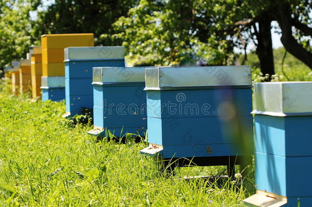 农业的农业养蜂人养蜂场养蜂