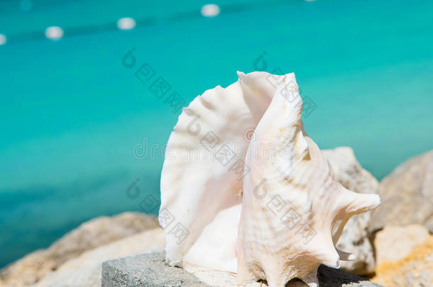 美丽的海洋，贝壳，贝壳或贝壳纪念品