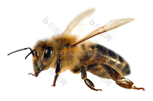 蜜蜂或蜜蜂的细节，蜜蜂