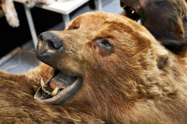 侵略愤怒动物熊棕色的