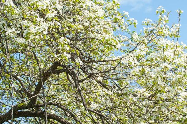 苹果树的花。 春天的花园-盛开的树。 开花苹果树。 春天，苹果树在蓝天上美丽地绽放