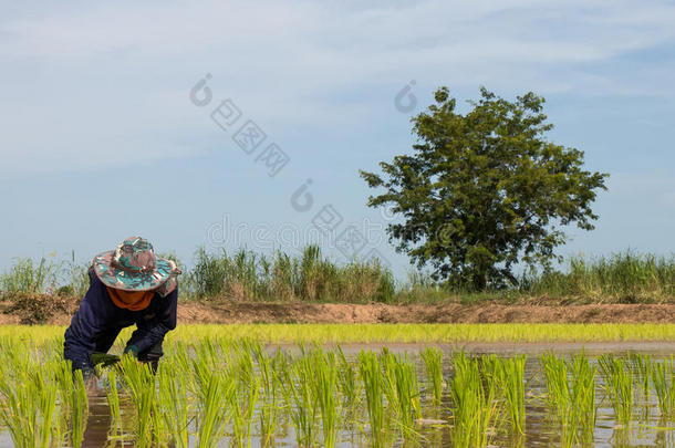 农民种植<strong>水稻幼苗</strong>。