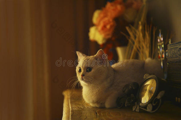 动物美丽的英国的可爱的加菲猫