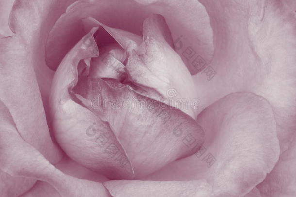 粉红玫瑰背景-花卉库存照片