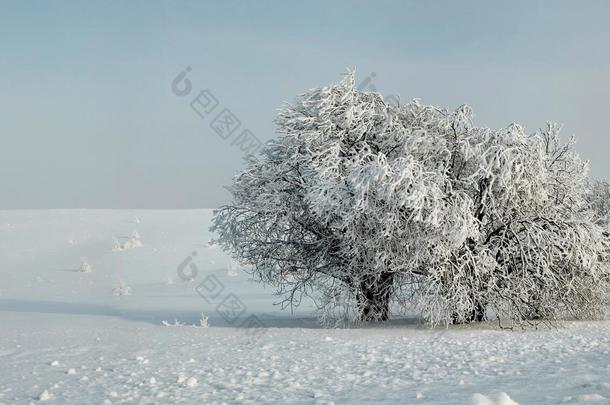 在白雪覆盖的田野里，到处都是胡尔树