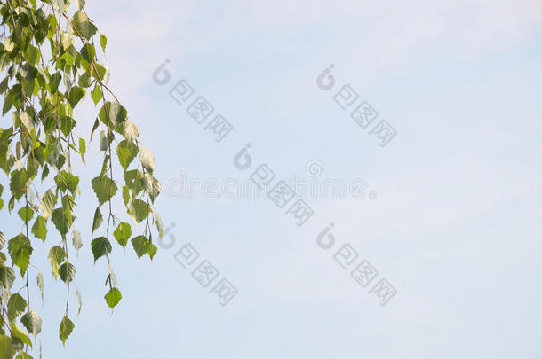 淡蓝色天空的抽象背景和绿叶悬挂的树枝