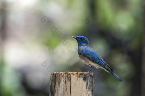 树上的鸟(蓝白相间的捕蝇器