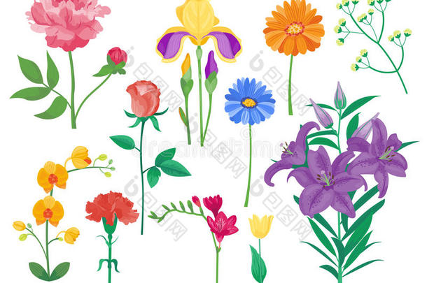 卡通花瓣，复古花卉矢量花束，花园花，植物，天然牡丹，插图和夏季花卉