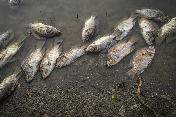 河上死鱼。 暗水污染