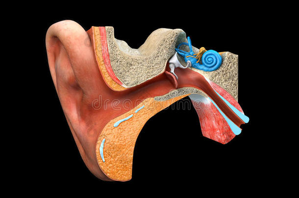 耳解剖学