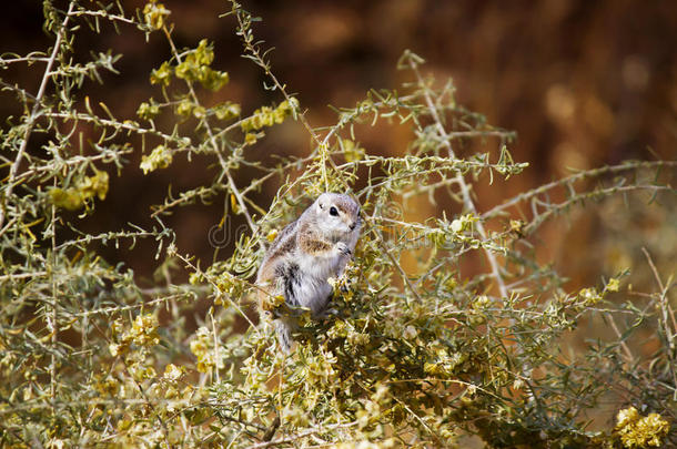 沙漠花栗鼠的灌木丛照片