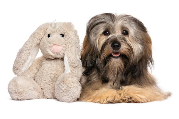 可爱的哈瓦纳狗和兔子毛绒玩具