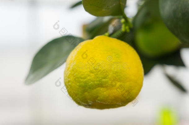 柠檬树