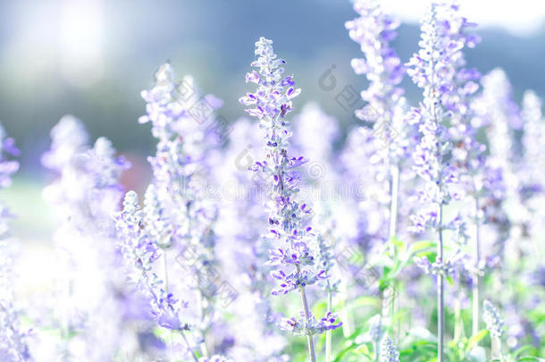 关闭美丽的紫<strong>蓝色花</strong>在花园，鼠尾草植物(LAT。 丹参)