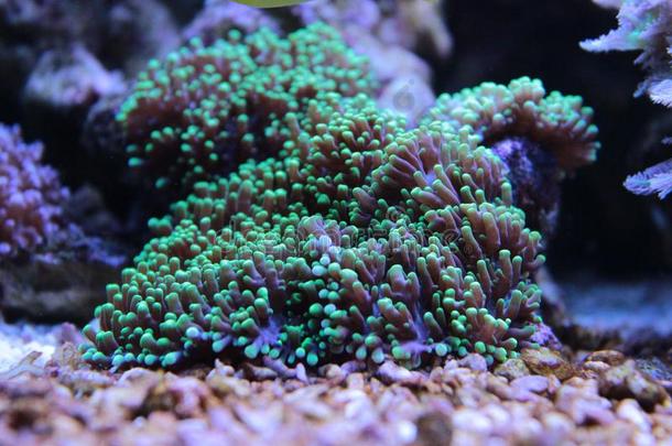 珊瑚礁<strong>鱼缸</strong>里五颜六色的珊瑚