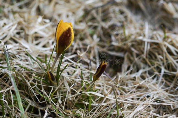 春天，一孤独的黄色番红花，生长在干燥的草地上