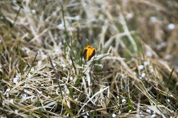 春天一种孤独的黄色番红花，自然背景