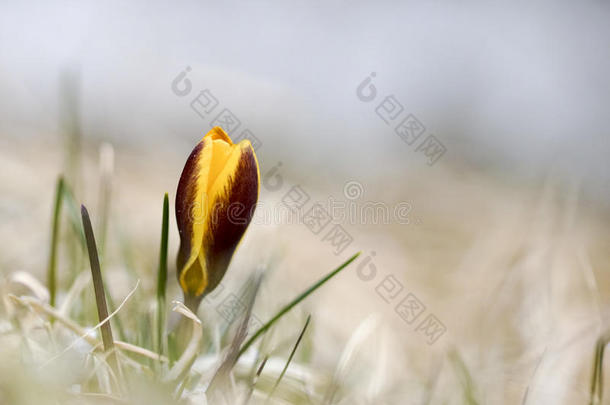 春天一种孤独的黄色番红花，自然背景