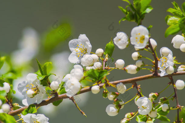 美丽的朵朵<strong>白花树</strong>特写