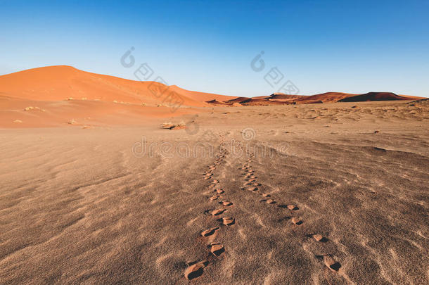 在Sossusvlei，NamibNaukluft国家公园，最好的旅游和旅游景点的风景涟漪和沙丘上的脚印