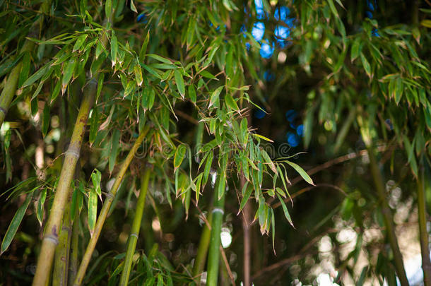 竹林<strong>自然</strong>绿色背景在明亮的大气日光下。 生态和<strong>自然保护</strong>的概念