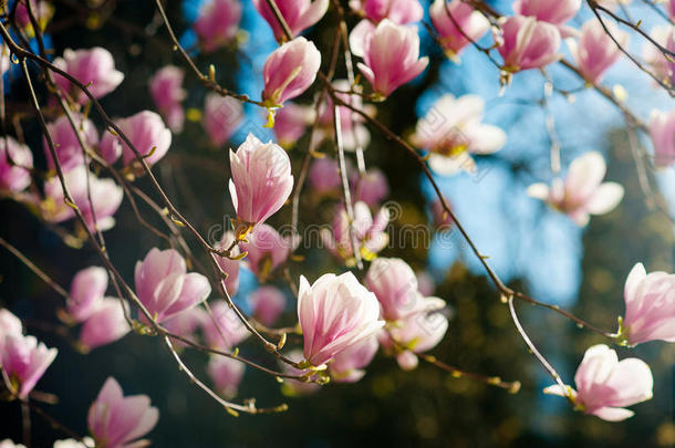 盛开的木兰花树，粉红色的花