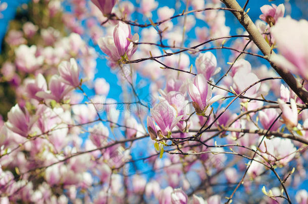 春天粉红色玉兰花盛开，花的背景