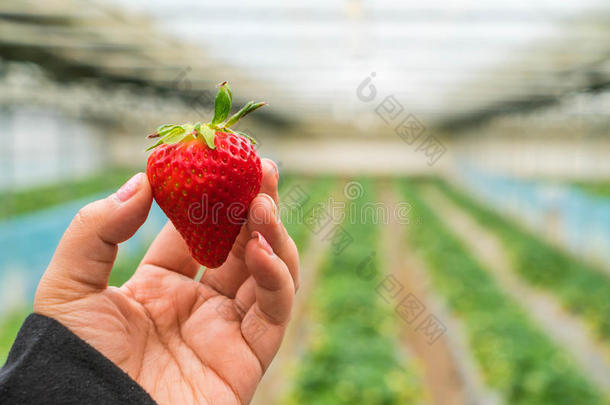 新鲜草莓手工采摘