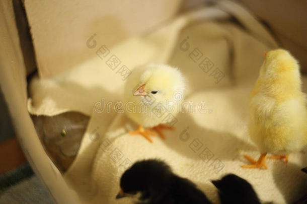 一只黄色的新生小鸡站着，看着相机。 摆姿势。 很好的<strong>分期</strong>