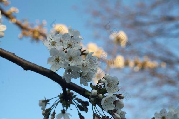 白<strong>花树</strong>