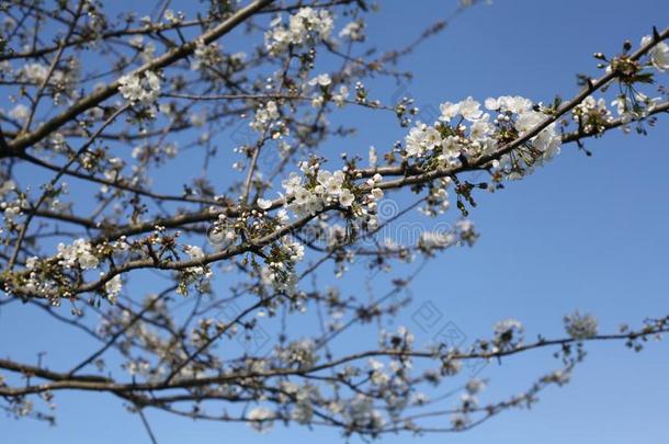 四月开花盛开花树蓝色