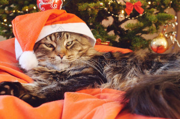 有趣的缅因州猫，因为<strong>圣诞</strong>老人戴着<strong>圣诞</strong>帽坐在一个<strong>美</strong>丽的<strong>新年</strong>装饰树的枕头上