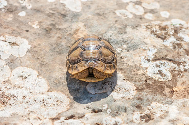 在爬行动物展览上，乌龟躺在水泥地板上。