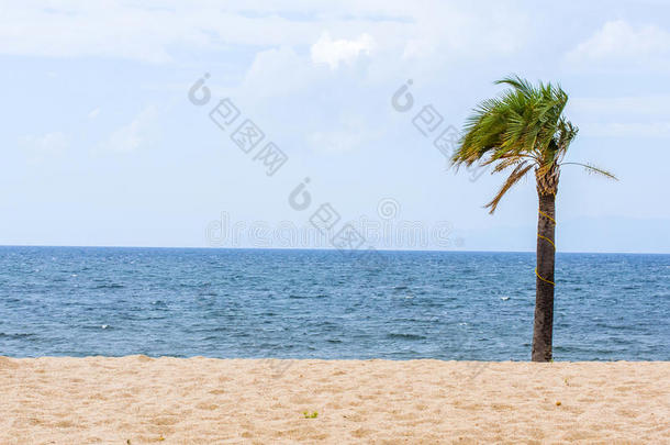 一个热带棕榈阳光明媚的海滩海岸景观