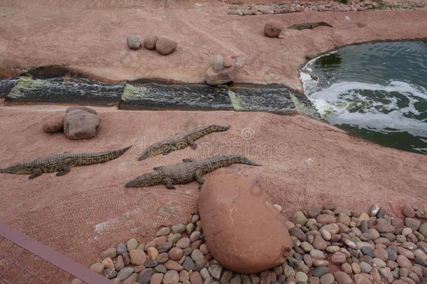 摩洛哥的鳄鱼，鳄鱼。 阿加迪尔的鳄鱼农场。