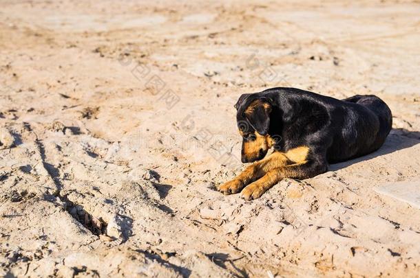 一只狗躺在沙滩上，眼睛悲伤，皮毛潮湿。 可怜的孤独宠物。 孤独的狗在等它的主人。