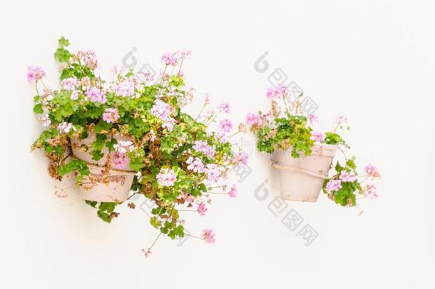 装饰的plantpots和粉红色的天竺葵绞死采用指已提到的人墙