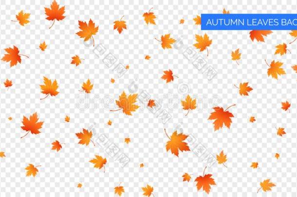 秋落下树叶向透明的背景.矢量秋的