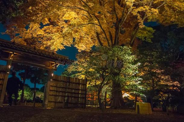 美丽的夜看法关于<strong>秋</strong>风景和黄色的<strong>秋</strong>树