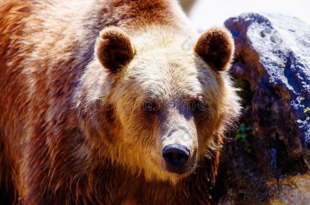 棕色的欧洲的熊面容,熊属大小熊星座统称大小熊星座统称.